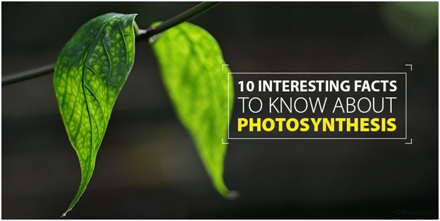 information about photosynthesis information about photosynthesis